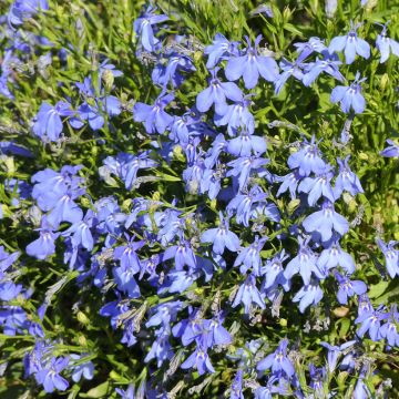 Lobelia Cambridge Blue