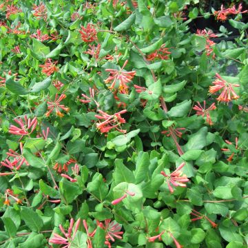 Lonicera brownii - Caprifoglio rampicante