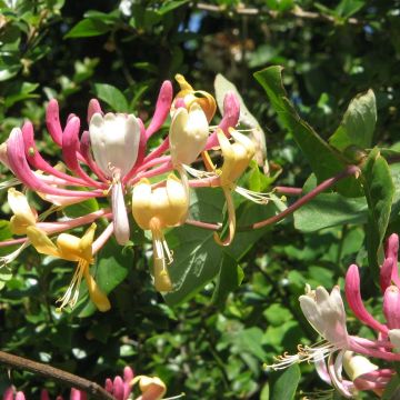 Lonicera caprifolium - Caprifoglio comune