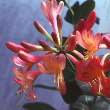 Lonicera Celestial - Caprifoglio