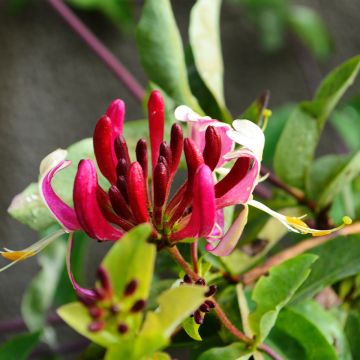Lonicera japonica Dart's world - Caprifoglio giapponese