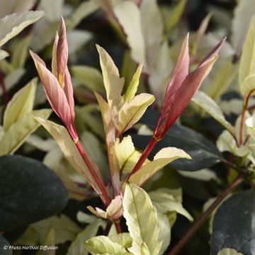 Lonicera japonica Pink Aperitif - Caprifoglio giapponese
