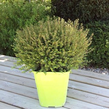 Lonicera nitida Scoop 'Chalons