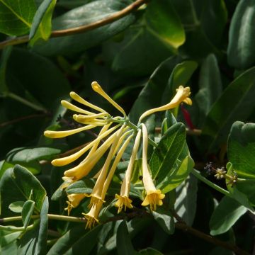 Lonicera sempervirens John Clayton - Caprifoglio di Virginia