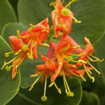 Lonicera heckrottii Firecracker - Caprifoglio heckrottii