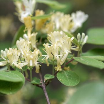 Lonicera xylosteum - Caprifoglio peloso