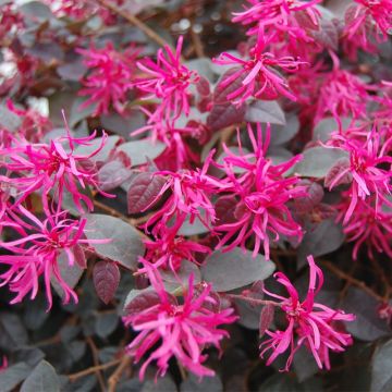 Loropetalum chinense var. rubrum Plum Gorgeous