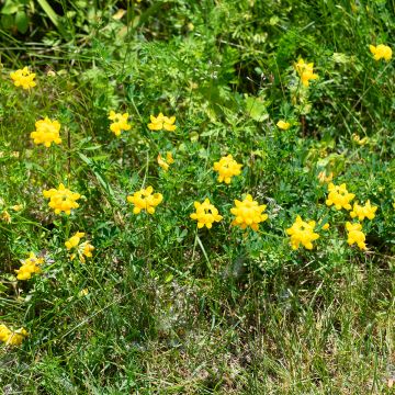 Lotus corniculatus - Ginestrino