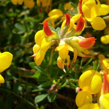 Lotus corniculatus Plenus - Ginestrino comune