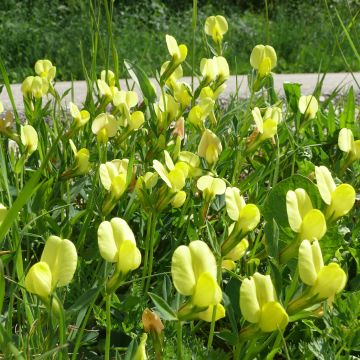Lotus maritimus - Ginestrino marittimo
