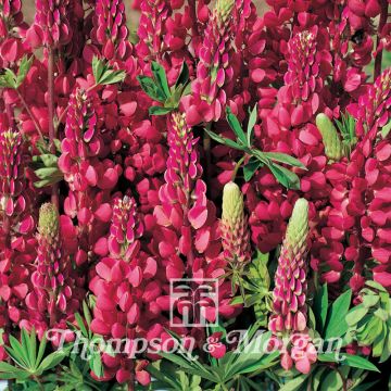 Lupinus regalis Morello Cherry - Lupino