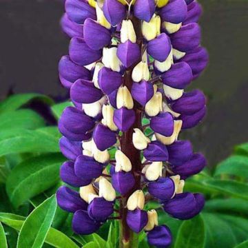 Lupinus Purple Emperor - Lupino