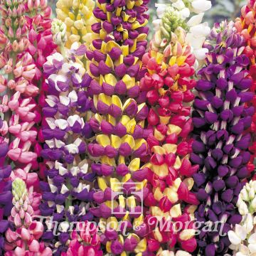 Lupinus polyphyllus Tutti Frutti - Lupino a fogliole numerose