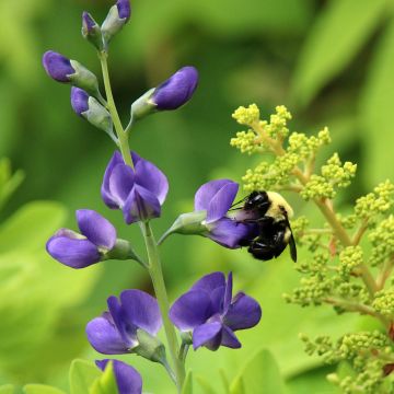 Baptisia Purple Smoke - Indaco falso