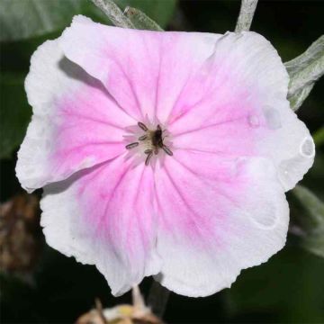 Lychnis coronaria Oculata - Crotonella coronaria