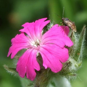 Lychnis flos-jovis Peggy - Crotonella fior di Giove