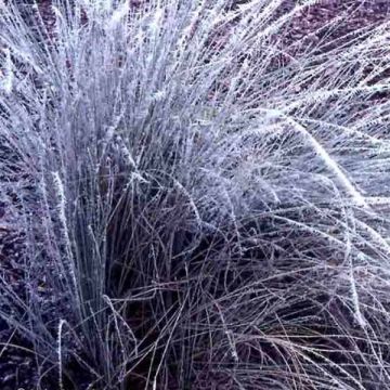 Lygeum spartum - Sparto steppico