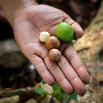 Macadamia integrifolia - Noce di Macadamia
