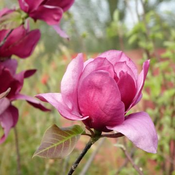 Magnolia soulangeana Emperor