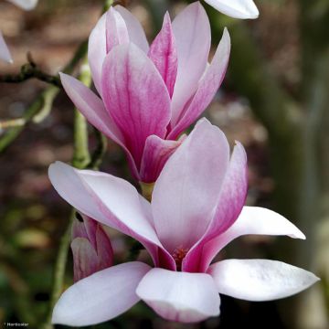 Magnolia soulangeana - Magnolia ibrida