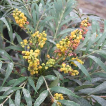 Mahonia eurybracteata Nara Hiri