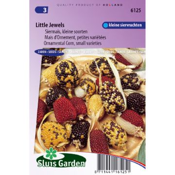 Mais ornementale Little Jewels