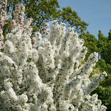 Malus Adirondack - Melo da fiore