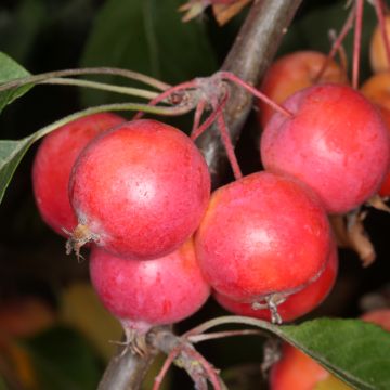 Malus Hopa - Melo da fiore