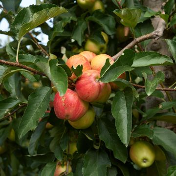 Melo Cynamonówka Prążkowana