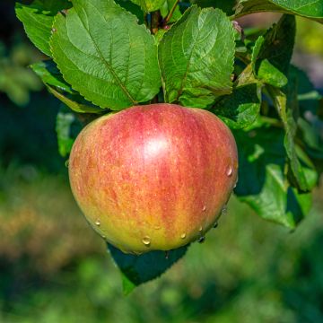 Melo Grafsztynek Czerwony