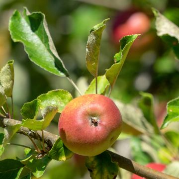 Melo Reneta Landsberska