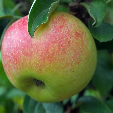 Melo Reneta Szampańska