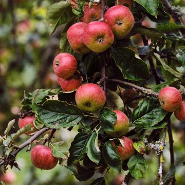 Melo Rarytas Śląski