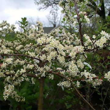 Malus toringo var. sargentii Tina - Melo da fiore