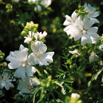Malva moschata Snow White - Malva muschiata