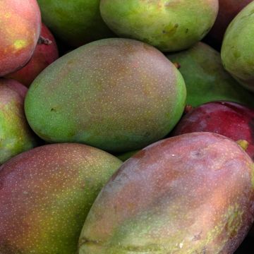 Mango Keitt - Mangifera indica