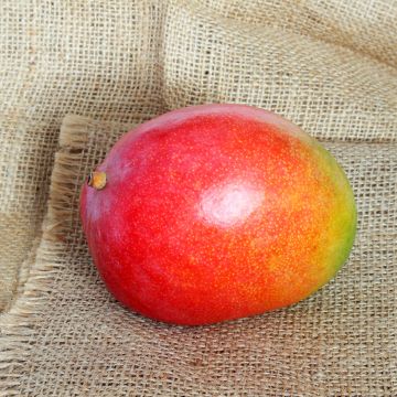 Mango Kent - Mangifera indica