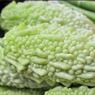 Momordica charantia - Zucca amara