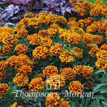 Tagetes patula Colossus - Tagete