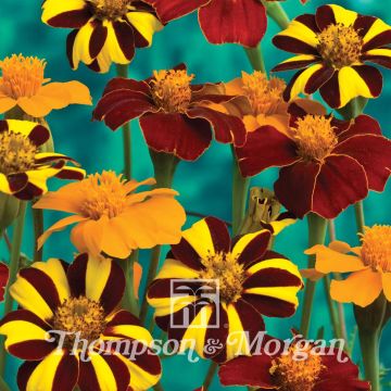 Tagetes patula Pots of Gold - Tagete