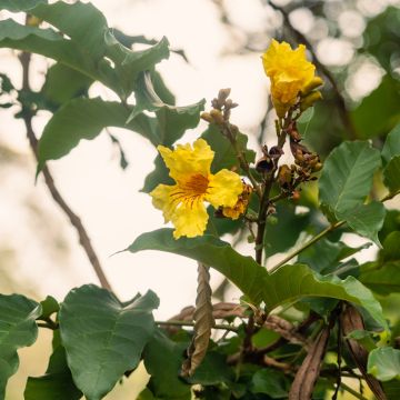 Markhamia lutea - Tulipano del Nilo