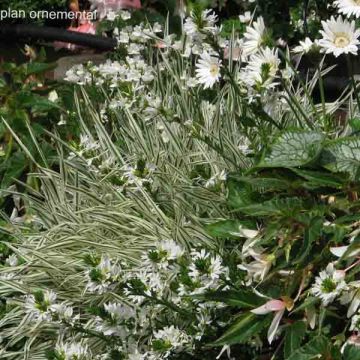 Collezione Massif bianco