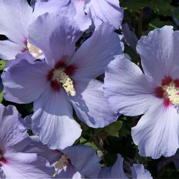 Hibiscus syriacus Azurri - Ibisco