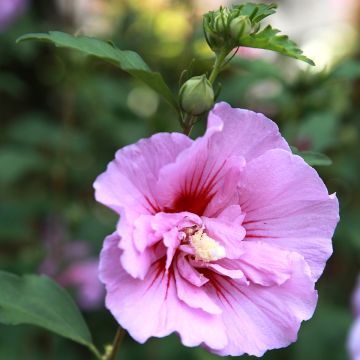 Hibiscus syriacus Purple Pillar - Ibisco