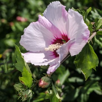 Hibiscus syriacus Rosso - Ibisco