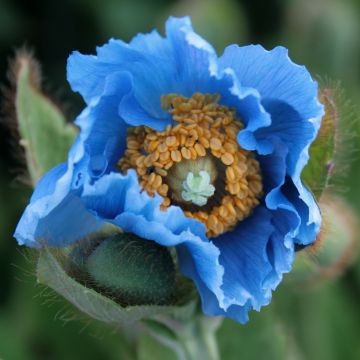 Meconopsis grandis - Papaver grande