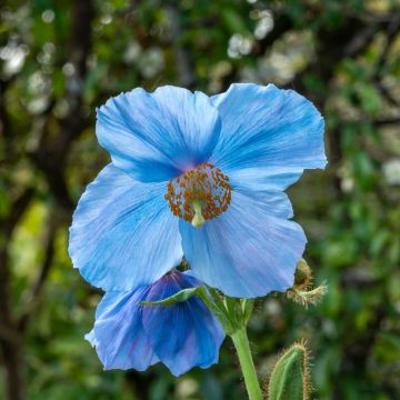 Meconopsis sheldonii Lingholm