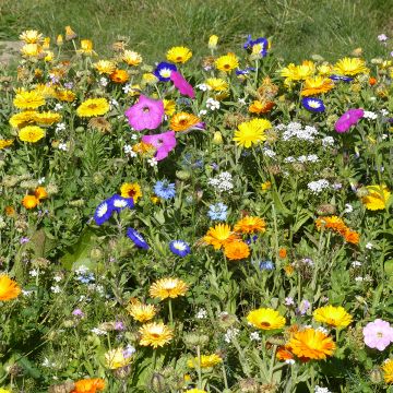 Miscela di fiori tappezzanti annuali e perenni, produzione francese