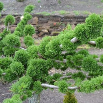 Larix decidua Krejci