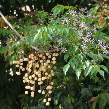 Melia azedarach - Albero da rosari